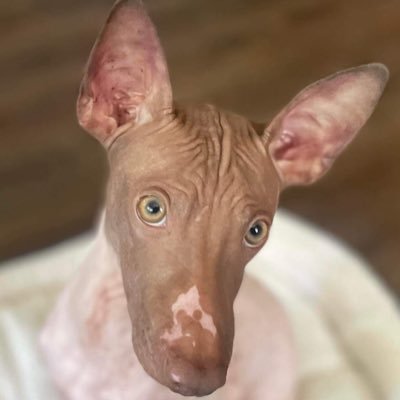 Chatonplaisance's profile picture. Indépendantiste. Arts et Lettres.