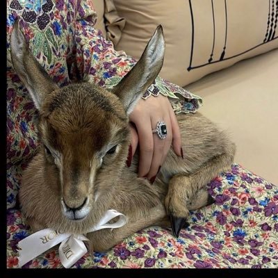 ward55220's profile picture. أحب الطبيعة والورد والقهوه والقراءة والهدوء والتفاصيل الجميلة .