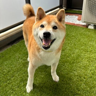 動物にも個性や心や感情があることを十分に理解しなければ、犬や猫と人生を共にすることはできません。😍💯🥰💗 ペットを愛するすべての方と繋がりたいです。無言フォローで申し訳ありませんが、応援していただきありがとうございます。💫🥰 #ジェノサイドを止めよう #パレスチナを解放しよう #ガザを解放せよ #世界平