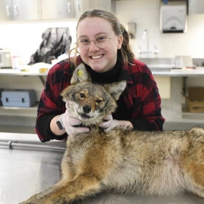 Rosethetoast's profile picture. osu