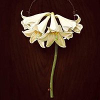 whitelily69 (@whitelily_69) Twitter profile photo