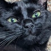 Chibs (@chibs2324) 's Twitter Profile