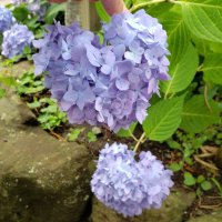 ちしか🐲🌸 (@chishika04) 's Twitter Profile Photo