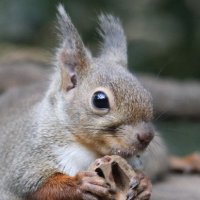 かんなづき@JapaneseSquirrel (@kannatuki_1961) 's Twitter Profile Photo かんなづき@JapaneseSquirrel (@kannatuki_1961) 's Twitter Profile Photo