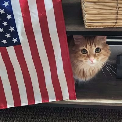 Cassand65860619's profile picture. NASCAR Fan; they're all my driver.