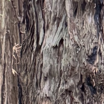 atralamby's profile picture. 