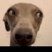 Kevin Diangelo (@diangelokevin) Twitter profile photo Kevin Diangelo (@diangelokevin) Twitter profile photo