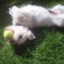 Milo Sharp - @MiloSharp - Twitter