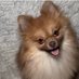 Pawsome Pets (@petsarepawsome2) Twitter profile photo Pawsome Pets (@petsarepawsome2) Twitter profile photo