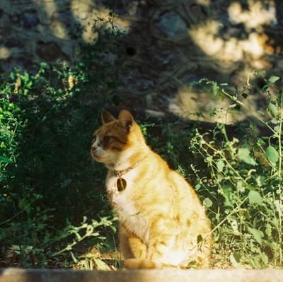 Timelooper7's profile picture. 