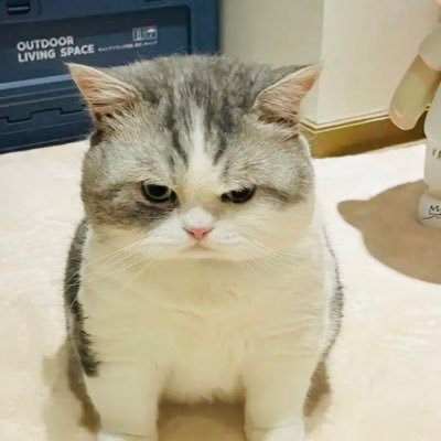 Oziii44's profile picture. 