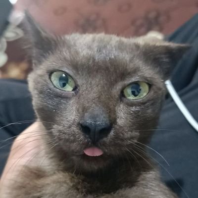 adiya1830's profile picture. 