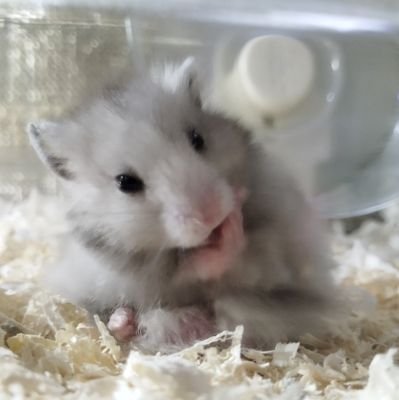 🧀🐹ママ☆ハム🐹🧀さんのプロフィール画像