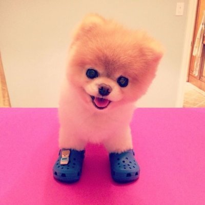 Dog wif a crocs is a meme started by Crocs in 2014. CA: 9fkCspSqRWqFGcmV4yB1ek2gmmm8zNsATkZy6DTRSpwA CoinInn: https://t.co/sk8YIlsUI1