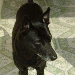 prabhu_tommy's profile picture. 