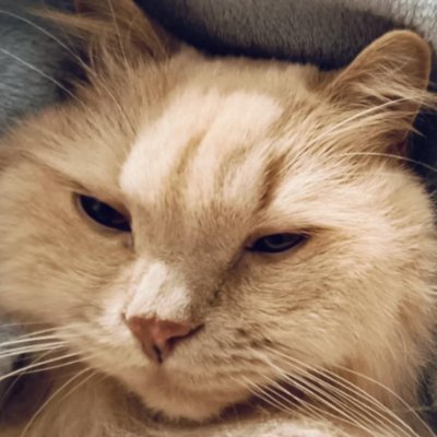 Davidthehof's profile picture. Dzień dobry