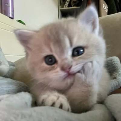 lester_kir65509's profile picture. With dreams in my heart and courage to be myself, I'll shine like the stars forever⭐️🌌