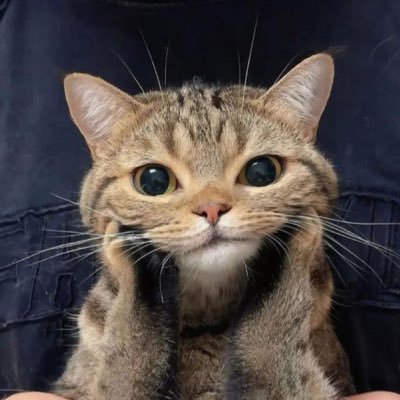 KittenSneaky's profile picture. 