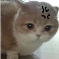 Meowcasm ≽^•⩊•^≼ (@meowcasm) 's Twitter Profile