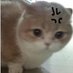 Meowcasm ≽^•⩊•^≼ (@meowcasm) Twitter profile photo Meowcasm ≽^•⩊•^≼ (@meowcasm) Twitter profile photo