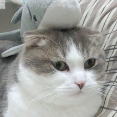 Sayatoさんのプロフィール画像