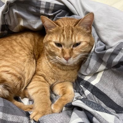 02です!カードゲームアカと猫や日常アカです!友達ふやしたくてはじめました! 無言フォロー失礼します🙇よろしくお願いします! スタート▶️10月17日 2024S2TOP16/2024S3準優勝