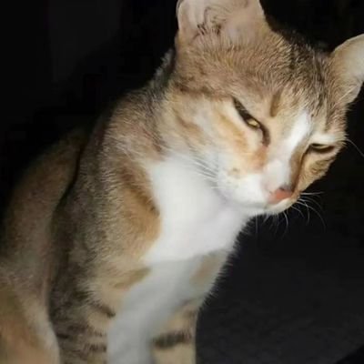PeminRiba's profile picture.