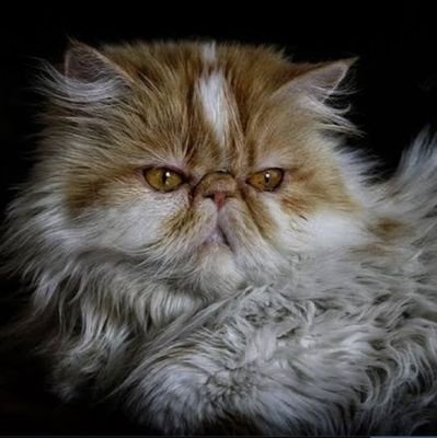 Kodics's profile picture. Just all ideology.......
no good, no bad, no how to do it!