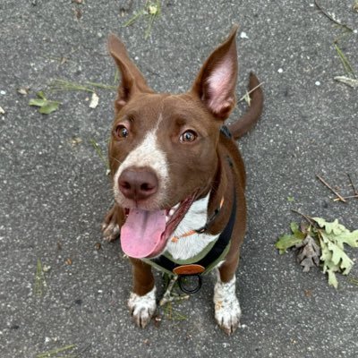 whatsthat's profile picture. Swimmer, hiker, yogi, aspiring flâneur and reader of weird books. Lathe biōsas 🥸 @whatsThat@mstdn.social