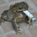 Baby Godzilla (@ababygodzilla) Twitter profile photo Baby Godzilla (@ababygodzilla) Twitter profile photo