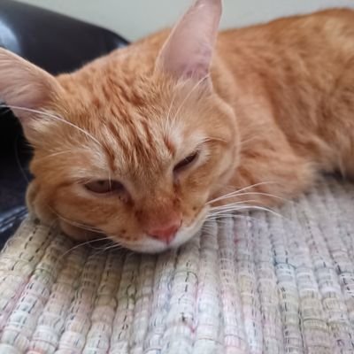 otiotiotiki's profile picture. 