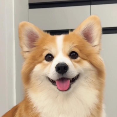 house_houh's profile picture. Corgi Save The World🐶