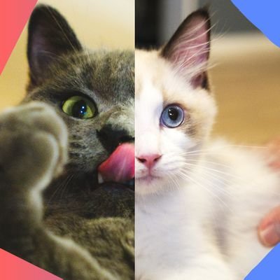 amaguri_catlife's profile picture. noteやってます！子育てや猫との暮らし、趣味など闇鍋の様なエッセイから新たな気づきやTipsを紹介しています。Xではミヌエットのあまぐり♂とラグドールのぐらたん♂の写真を毎日投稿している…はず！