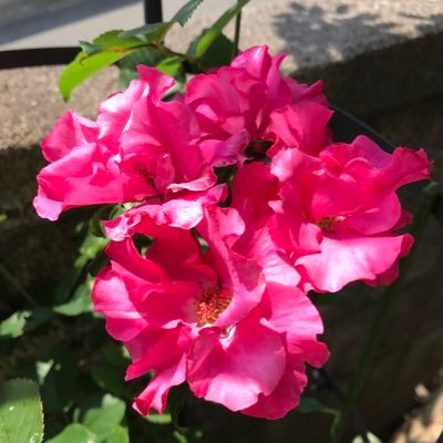 JdxkcAYEmsRiGoR's profile picture. ３年前まで約２年間経験した、がんの看病のこと。その他趣味のことなども。X初心者🔰。