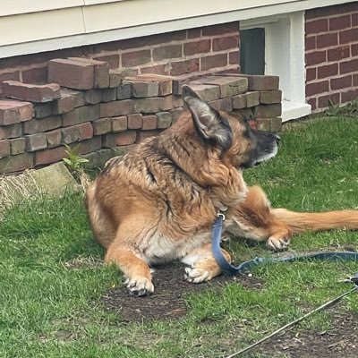 I’m a German Shepherd.