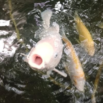 n64nk's profile picture. 