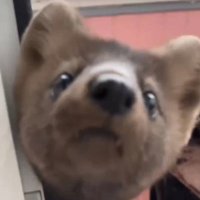 verybadWeasel (@evilsable) 's Twitter Profile