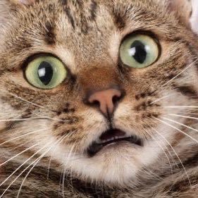 Cellar Macro Cat 🔥 home of @MiamKitty 🔥 home of @kittysquiddy 🔥 home of @roaringmeows 🔥 home of @CumLordeAwards