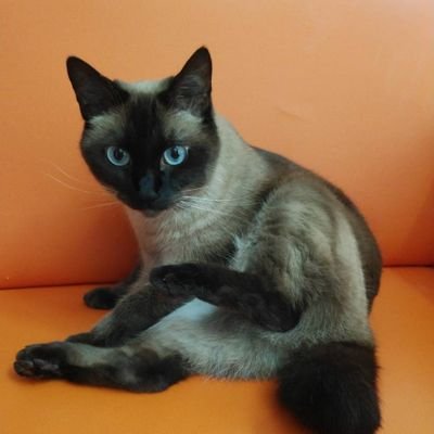 ミックスのたぬシャム猫レオン♀️とゆるーい生活を満喫中😺✨猫ちゃんとは小さい頃から常に暮らして居たので大大大好きです❤️💕猫好きさんと繋がりたいです😊DMは基本見ません💦ごめんなさい💦