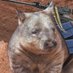 Spicey Wombat (@wombatsghost) Twitter profile photo Spicey Wombat (@wombatsghost) Twitter profile photo
