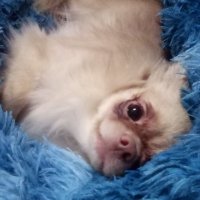 Hannah Ellis (@ellisandpen) 's Twitter Profile Photo