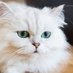 Pushi Cat (@pushi_cat1) Twitter profile photo Pushi Cat (@pushi_cat1) Twitter profile photo