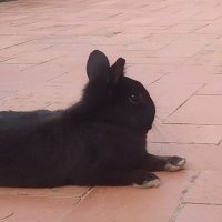 Blasco (@blascoesreal) 's Twitter Profile