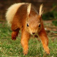 LucaSquirrel (@lucasquirrel) 's Twitter Profile