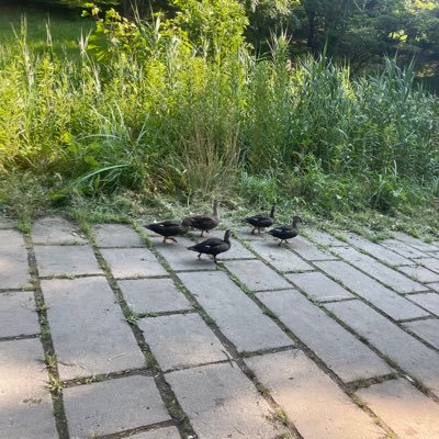 twiteara's profile picture. U・x・U 🦆🦆🦆