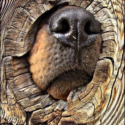 yaredgmd's profile picture. Truth, Justice, Fairness and Equality in Humanity.