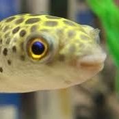 タイに住んでたら魚を育てるようになった🇹🇭
東南アジア最大規模マーケットチャトゥチャックフィッシュエリアの川上で仕入れたい人
幅広い動物好きと繋がりたい🥰🥰