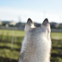 やなぎ (@shortwillow2) 's Twitter Profile Photo