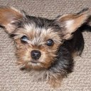 Ian MacLellan - @IanMackie82 - Twitter