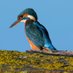 Kingfisher Investments (@kingfisher6868) Twitter profile photo Kingfisher Investments (@kingfisher6868) Twitter profile photo